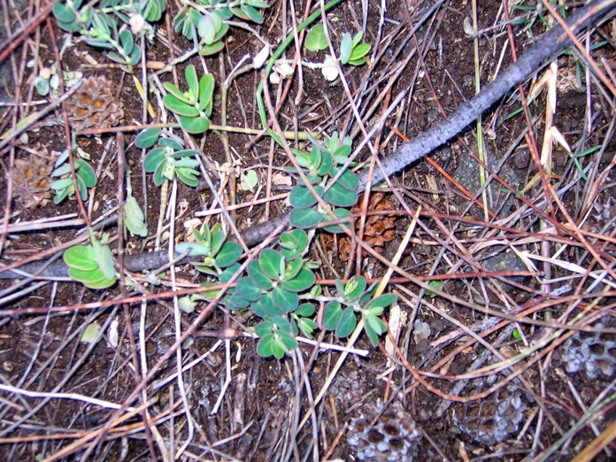 Chamaesyce viridula_4613
