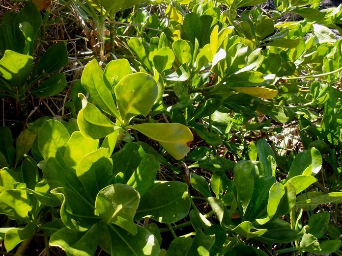 P1010008 01