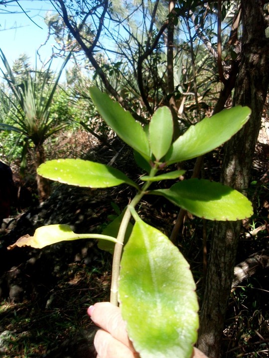 P1010024 01