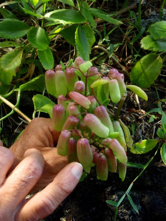 P1010025 01