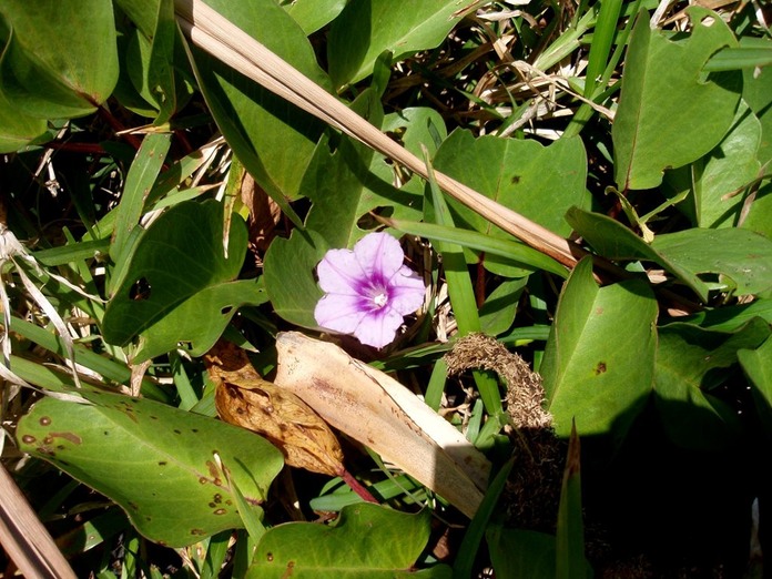 P1010035 01