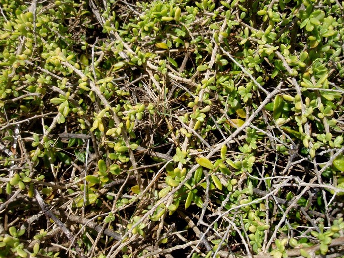 P1010038 01