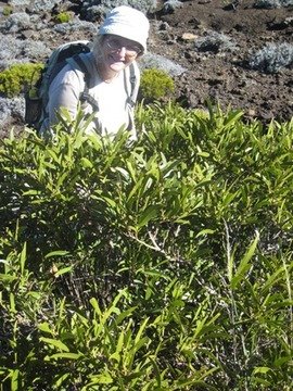 01, 722 Nicole derri�re Acacia heterophyll a, tamarin des hauts, volcan  IMG 0722