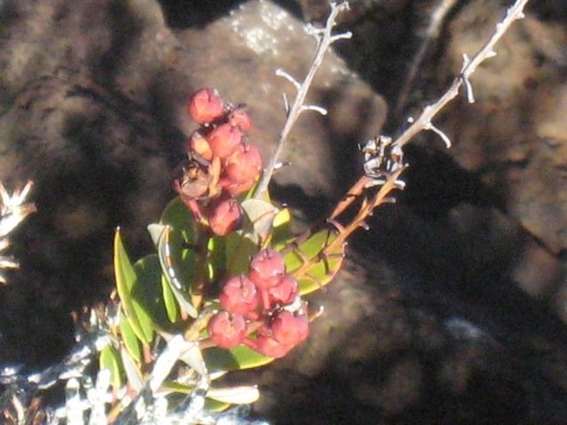 02 Agarista buxifolia, petit bois de rempart, fruit... volcan  IMG 0724