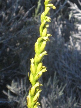 06 Benthamia sp., volcan  IMG 0853... c'est quoi...