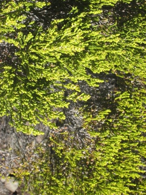 21  Erica reunionnensis, branle vert, volcan IMG 0678