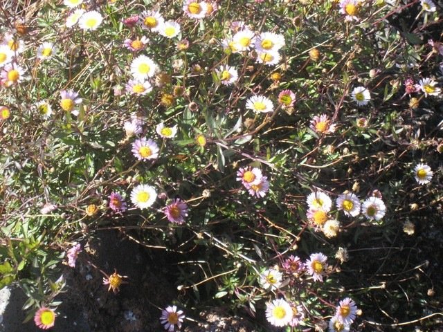 22  Erigeron karvinskianus, marguerite folle, volcan IMG 0683