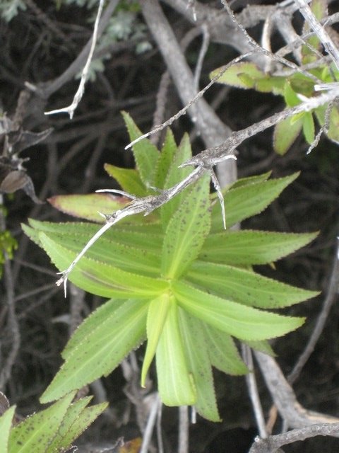 24 Fanjasia  salifolia, chasse vieillesse  IMG 0909