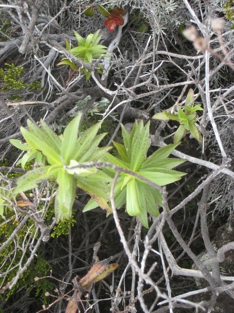 24 Fanjasia  salifolia, chasse vieillesse  IMG 0908