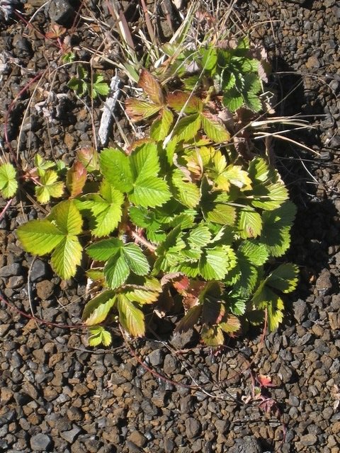 26 4 Fragaria vesca, fraisier, volcan IMG 0794