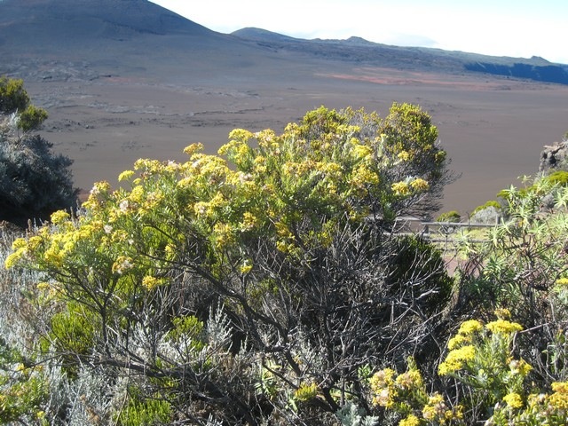 31  plaine des sables derri�re Hubertia tom entosa, ambaville blanc fleuri IMG 0718