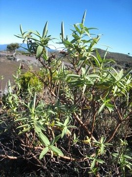 33  Hypericum lanceolatum angustifolium, fleur jaune IMG 0704