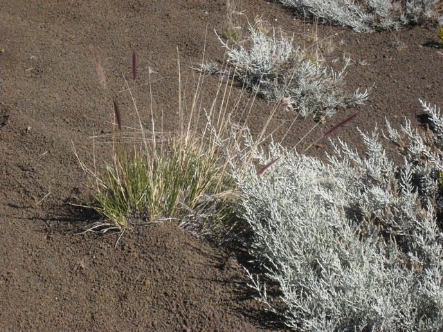 40  Pennisetum clandestinum, queue de mimite, volcan IMG 0788