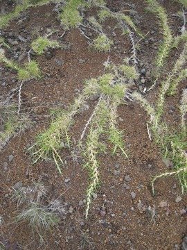 41, Pennisetum clandestinum, kikuyu, IMG 0900