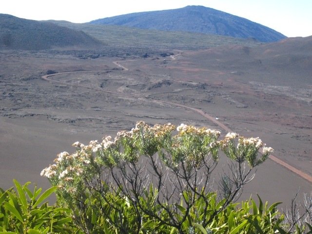 42  Phylica nitida, ambaville sur fond de la Fournaise IMG 0772