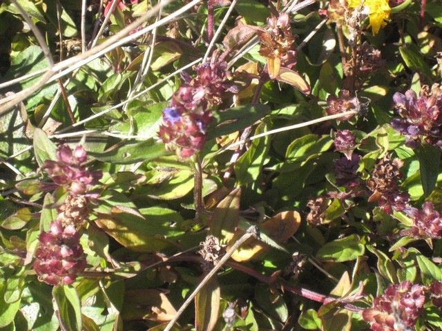46  Prunella vulgaris, herbe catois (fleur bleue), volcan IMG 0684