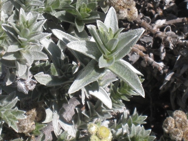 48 , Psidia argentea, petit velours, volcan