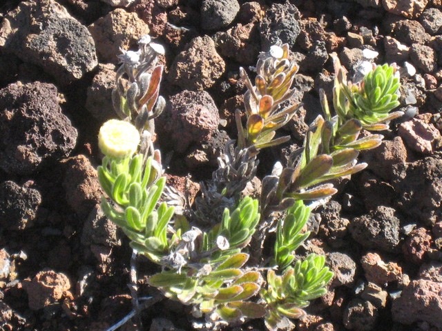 49   Psidia callocephala, volcan IMG 0751