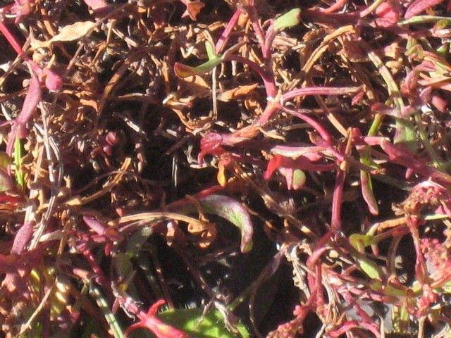 52  Rumex acetosella, oseille sauvage, volcan IMG 0682