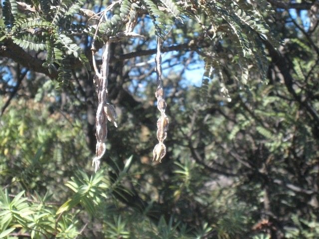 55 Sophora denudata, petit tamarin des hauts, fruits, volcan  IMG 0778