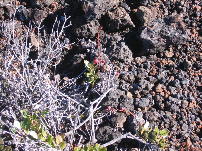 Agarista buxifolia Petit bois de rempart IMG_5054