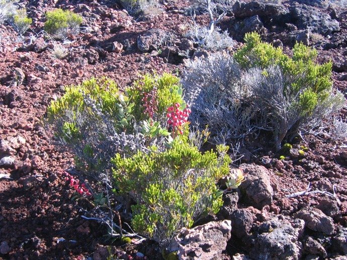 Agarista buxifolia et IMG_5055