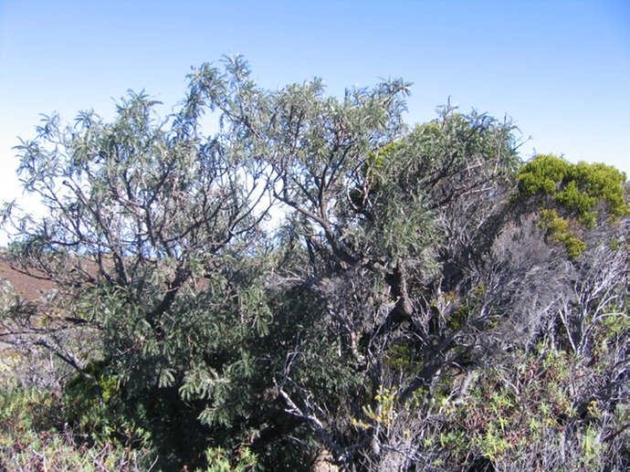 Sophora denudata Petit Tamarin des Hauts IMG_5058