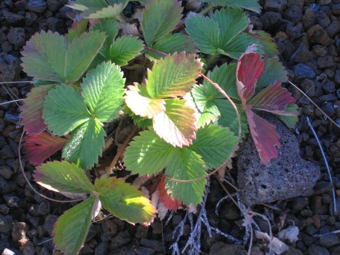 Fragria vesca ??? Ti fraisier IMG_5061