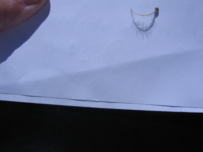 Fruit an�mocore IMG_5062