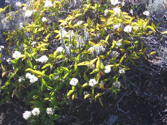 ??? Clematis mauritiana Liane Marabite IMG_5064