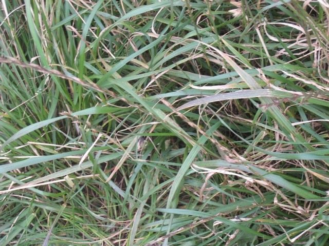 POACEE, volcan IMG 0899