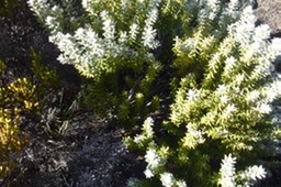 P1100063