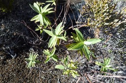 P1100067