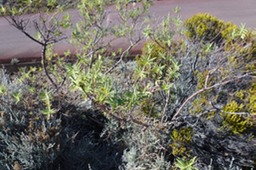 P1100068