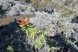 P1100154
