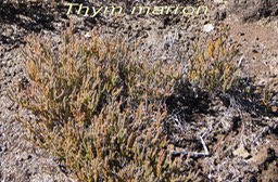 Pas des Sables - Thym marron- Erica gallioides-E