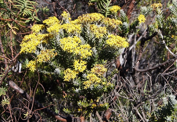 Pas des Sables- Ambaville blanche-Hubertia tomentosa- Astrace-E