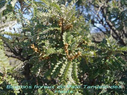 Pas des sables- Boutons floraux du Sophora denudata