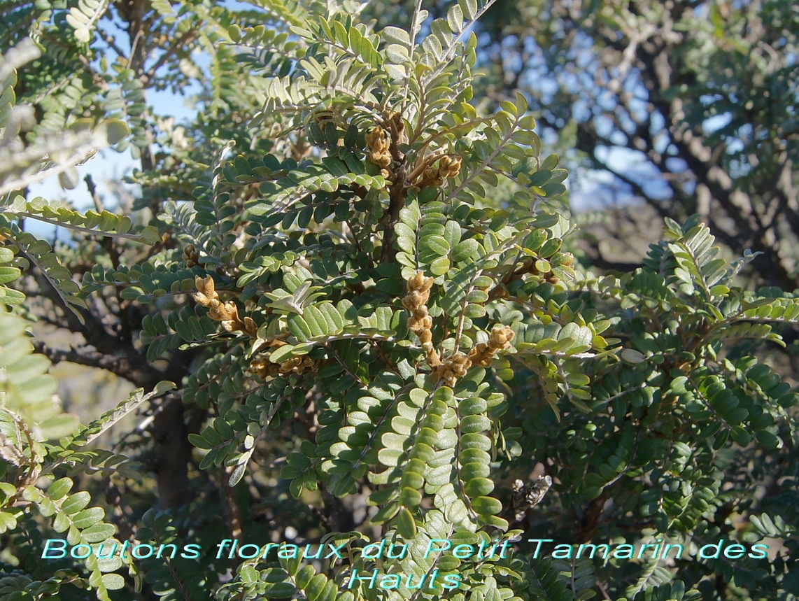 Pas des sables- Boutons floraux du Sophora denudata
