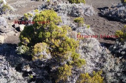 Pas des Sables- Branle vert- Erica reunionensis- Ericace-E et Branle blanc- Stoebe passerinoides- Astrace-E