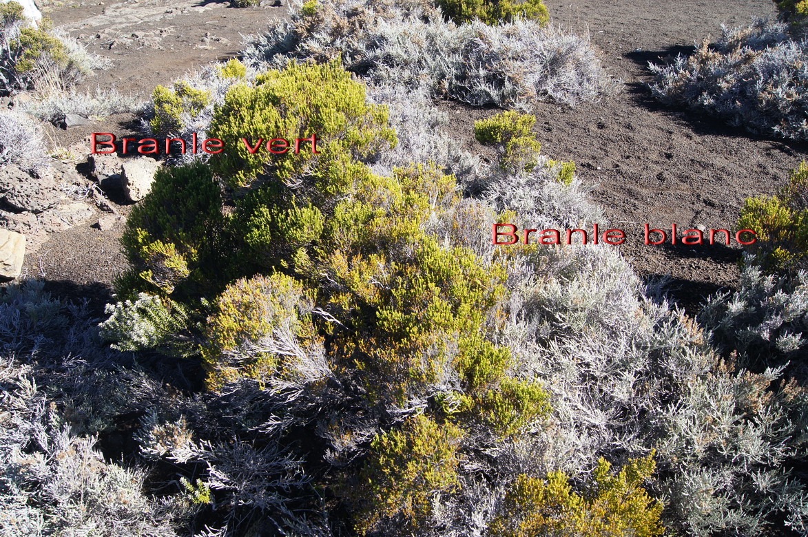 Pas des Sables- Branle vert- Erica reunionensis- Ericace-E et Branle blanc- Stoebe passerinoides- Astrace-E