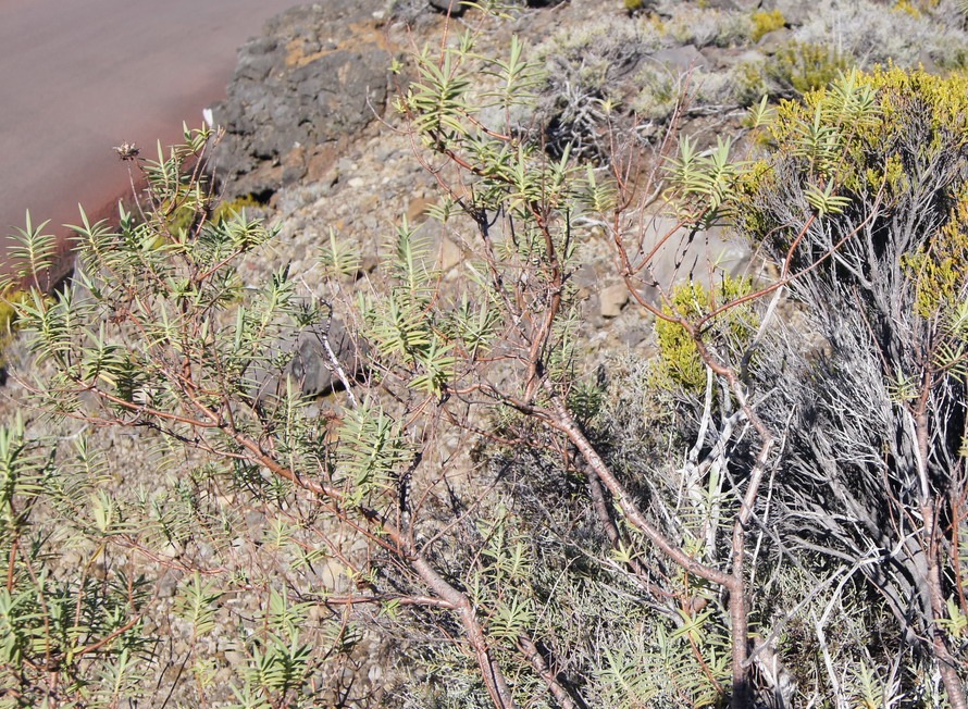 Pas des Sables- Fleurs jaunes