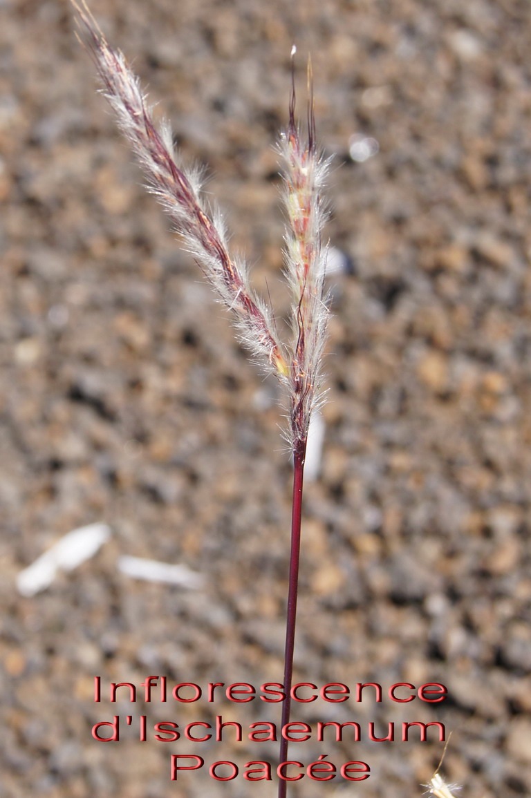 Pas des Sables- Inflorescence d'Ischaemum koleostachys - Grammine ou Poace-