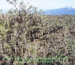 Pas des Sables- Infrutescence du Sophora denudata- Fabace - E