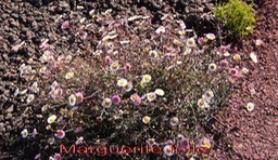 Pas des Sables- Marguerite folle- Erigeron karvinskianus-Astrace- exo