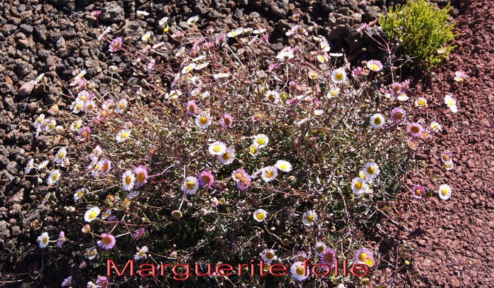 Pas des Sables- Marguerite folle- Erigeron karvinskianus-Astrace- exo
