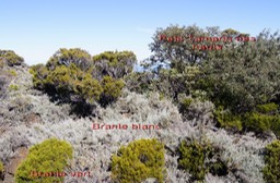 Pas des Sables- Paysage altimontain