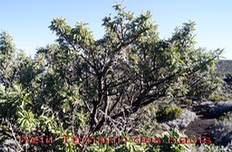 Pas des Sables- Petit Tamarin des hauts- Sophora denudata - Fabace - E