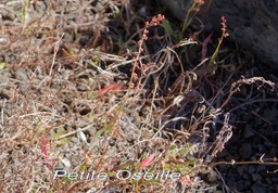 Pas des Sables- Petite Oseille- Rumex angiocarpus- exo
