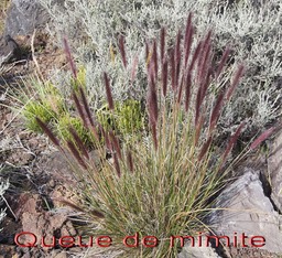 Pas des Sables- Queue de mimite Penisetum caffrum -Poace